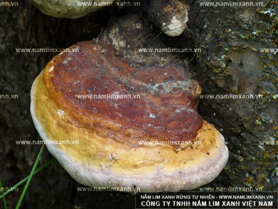Dùng nấm lim xanh chữa bệnh gan