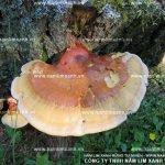 Công dụng chữa bệnh của nấm lim rừng cách sử dụng nấm lim xanh?