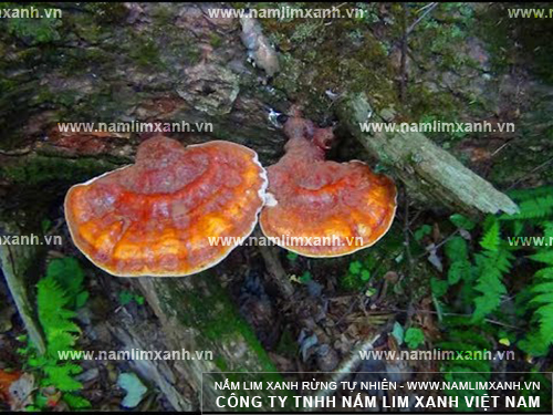 Hình ảnh nấm lim xanh tự nhiên Quảng Nam