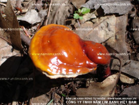Hình ảnh về giá nấm lim xanh của công ty tiên phước