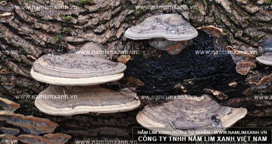 Hình ảnh về nấm lim xanh Quảng Nam chính gốc
