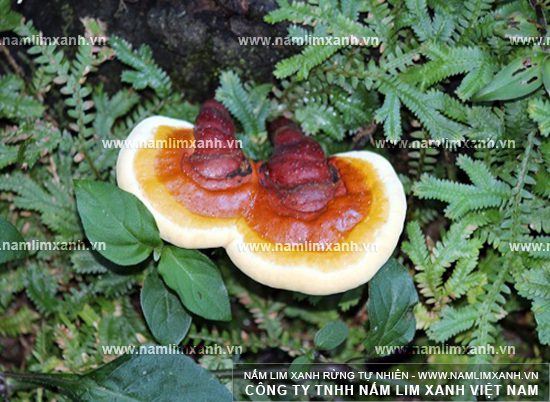 Hình ảnh về nấm lim xanh từng tự nhiên Quảng Nam Hình ảnh về nấm lim xanh từng tự nhiên Quảng Nam