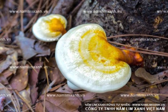 Hình ảnh về nấm lim xanh từng tự nhiên Quảng Nam Hình ảnh về nấm lim xanh từng tự nhiên Quảng Nam