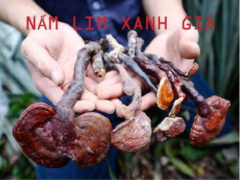 Nhận biết nấm lim xanh qua mũ nấm và chân nấm