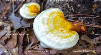 Liều lượng dùng nấm lim xanh chữa bệnh với cách sắc nước nấm lim
