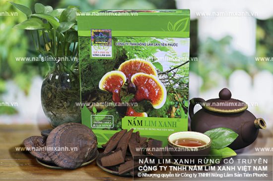 Nấm lim xanh điều trị xơ gan và liều lượng dùng nấm lim xanh mỗi lần sắc thuốc Nấm lim xanh điều trị xơ gan và liều lượng dùng nấm lim xanh mỗi lần sắc thuốc