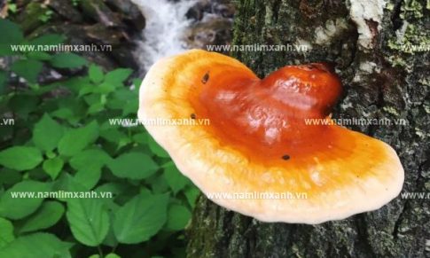 Cần mua nấm lim xanh chữa bệnh ở đâu nơi bán nấm lim xanh uy tín