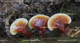 Bán nấm lim xanh ở đâu đúng giá nấm lim rừng Tiên Phước uy tín