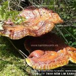 Nấm lim xanh chữa bệnh ung thư gan với cách sử dụng nấm lim xanh