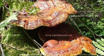 Nấm lim xanh chữa bệnh ung thư gan với cách sử dụng nấm lim xanh