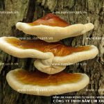 Nấm lim xanh chữa ung thư phổi với cách sắc nấm lim rừng hiệu quả