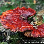 Nấm lim xanh Hà Nội bán ở đâu đúng giá nấm lim bao nhiêu tiền 1kg?