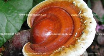 Nấm lim xanh loại 1 là gì và giá bán nấm lim xanh bao nhiêu tiền 1kg?
