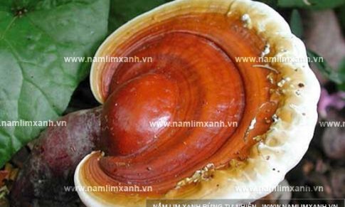 Nấm lim xanh loại 1 là gì và giá bán nấm lim xanh bao nhiêu tiền 1kg?