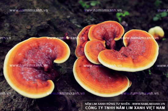Nấm lim xanh ngâm rượu giúp chữa bệnh yếu sinh lý