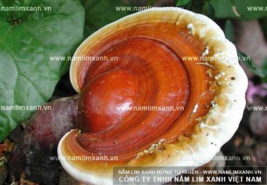 Nấm lim xanh điều trị bệnh béo phì, thừa cân, người bị huyết áp, tiểu đường Nấm lim xanh điều trị bệnh béo phì, thừa cân, người bị huyết áp, tiểu đường