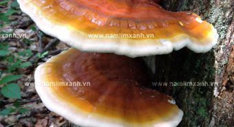 Nấm lim xanh rừng Lào có công dụng gì cách dùng nấm lim xanh Lào