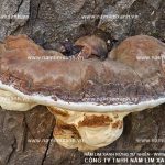 Nấm lim xanh tốt với sức khỏe như thế nào và những đánh giá uy tín