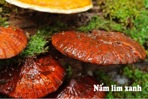 Nấm lim xanh hỗ trợ điều trị nhiều loại bệnh ung thư.
