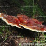 Nguồn gốc nấm lim xanh có mấy loại cách phân biệt thật giả ra sao?