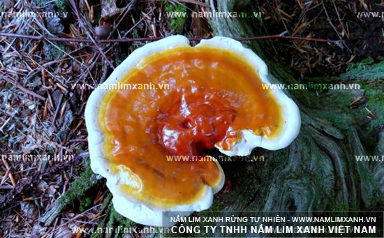 Sử dụng nấm lim rừng