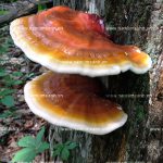 Tác dụng chữa bệnh của nấm lim xanh rừng cách dùng nấm lim xanh