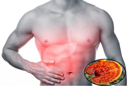 Tác dụng của nấm lim xanh đối với bệnh gan là gì? Tác dụng của nấm lim xanh đối với bệnh gan là gì?