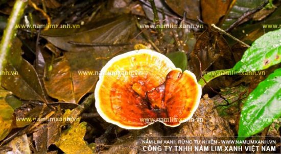 Tác dụng nấm lim xanh trong hỗ trợ điều trị, chữa trị ngăn ngừa