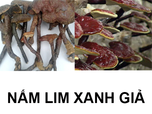 Tác hại của nấm lim xanh giả ảnh hưởng không tốt đến sức khỏe con người. Nấm lim xanh giả thực chất bao gồm: Nấm linh chi và nấm lim xanh trồng. Tác hại của nấm lim xanh giả ảnh hưởng không tốt đến sức khỏe con người. Nấm lim xanh giả thực chất bao gồm: Nấm linh chi và nấm lim xanh trồng.
