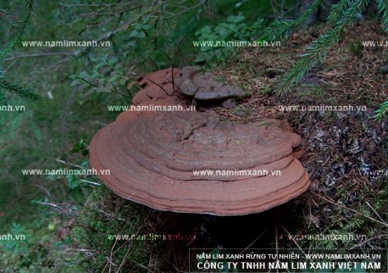 Nấm lim xanh chữa ung thư phổi và uống nấm lim xanh bao lâu có hiệu quả?