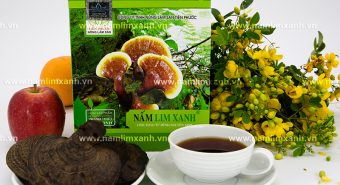 Uống nấm lim xanh có tốt không cách uống nấm lim rừng hiệu quả